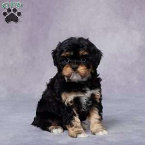 Roxy, Cavapoo Puppy